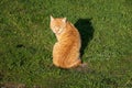 Red street cat sitting on the green grass. A beautiful tabby cat with surprised eyes Royalty Free Stock Photo