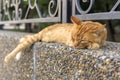 Red street cat is sleeping outside Royalty Free Stock Photo