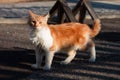Red street cat is walking down the street Royalty Free Stock Photo