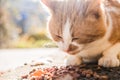 Red street homeless cat eats dry food on asphalt in the fall. Help stray animals, feeding.