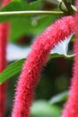 Chenille plant