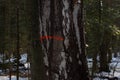 red stripe, marking on a tree in the forest Royalty Free Stock Photo