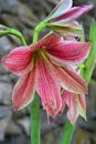 Red-striped amaryllis blooms on tall stalks