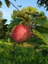 Red striped Apple on a branch. Summer garden. A single Apple