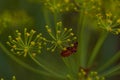 Red striped bedbug on a green branch of dill Graphosoma italicum, red and black striped stink bug, Pentatomidae Royalty Free Stock Photo