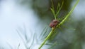 Red striped bedbug on a green branch of dill Graphosoma italicum, red and black striped stink bug, Pentatomidae Royalty Free Stock Photo