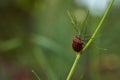 Red striped bedbug on a green branch of dill Graphosoma italicum, red and black striped stink bug, Pentatomidae Royalty Free Stock Photo