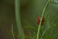 Red striped bedbug on a green branch of dill Graphosoma italicum, red and black striped stink bug, Pentatomidae Royalty Free Stock Photo