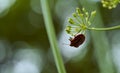 Red striped bedbug on a green branch of dill Graphosoma italicum, red and black striped stink bug, Pentatomidae Royalty Free Stock Photo