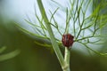 Red striped bedbug on a green branch of dill Graphosoma italicum, red and black striped stink bug, Pentatomidae Royalty Free Stock Photo