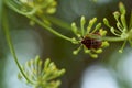 Red striped bedbug on a green branch of dill Graphosoma italicum, red and black striped stink bug, Pentatomidae Royalty Free Stock Photo