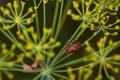 Red striped bedbug on a green branch of dill Graphosoma italicum, red and black striped stink bug, Pentatomidae Royalty Free Stock Photo