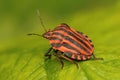 Bug Graphosoma lineatum