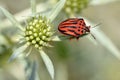 Red striped bug on thistle