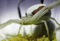 Red Striped Crab Spider Royalty Free Stock Photo