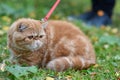 Red striped exotic cat with a leash walking in the yard. Young cute Persian cat in harness lying on the lawn