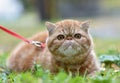 Red striped exotic cat with a leash walking in the yard. Young cute Persian cat in harness lying on the lawn