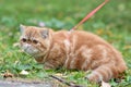 Red striped exotic cat with a leash walking in the yard. Young cute Persian cat in harness lying on the lawn