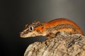 Red striped Gargoyle gecko on a tree trunk