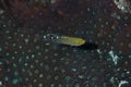 Red-Striped Goby Amblygobius rainfordi