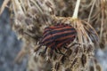 Red striped Graphosoma lineatum/Graphosoma semipunctatum