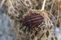 Red striped Graphosoma lineatum/Graphosoma semipunctatum