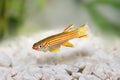 Red-Striped Killifish Male Aphyosemion striatum tropical aquarium fish Royalty Free Stock Photo