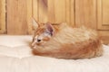 Red striped Kitten curled up on light colored pillow with wooden background