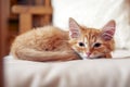 Red striped kitten falls asleep on soft pillow in bedroom. Small kitten looks at the camera with half-closed eyes Royalty Free Stock Photo
