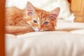 Red striped kitten falls asleep on soft pillow in bedroom. Small kitten looks at the camera with half-closed eyes Royalty Free Stock Photo