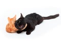Red striped kitten funny plays and fights with an adult black cat, isolated on white background. Two funny cats. Domestic animals