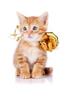 Red striped kitten with a gold bow. Royalty Free Stock Photo