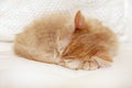 Red striped kitten sleeping curled up Royalty Free Stock Photo