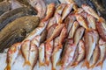 Red striped mullet fishes or Mullus surmuletus on ice for sale in the greek fish shop.
