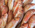 Red striped mullet stowed on ice at the market Royalty Free Stock Photo