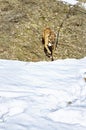 Red striped pit bull on the border of snow and thawed last year`s grass. The dog is going to meet the viewer Royalty Free Stock Photo