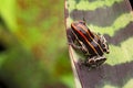 Red striped poison arrow frog