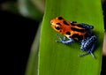 Red striped poison dart frog blue legs Royalty Free Stock Photo