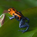 Red striped poison dart frog blue legs Royalty Free Stock Photo