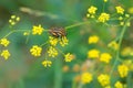 Red-striped stink bug Royalty Free Stock Photo