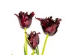 Red striped tulip flowers isolated on white Royalty Free Stock Photo