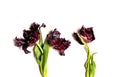 Red striped tulip flowers on white background Royalty Free Stock Photo