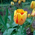 Red Striped Yellow Tulip Royalty Free Stock Photo