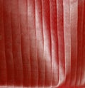 Red stripey blur