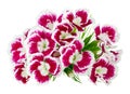 Red stripped summer carnations flowers macro isolated