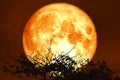 red sturgeon moon on the night red sky back silhouette dry branch tree Royalty Free Stock Photo