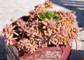 Red succulent echeveria potted plant Royalty Free Stock Photo