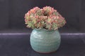 Red succulent in green vintage flowerpot, black background, interior potted concept