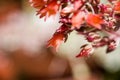 Red succulent small flowers close up Royalty Free Stock Photo