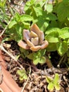 Red succulent small plant in a pot